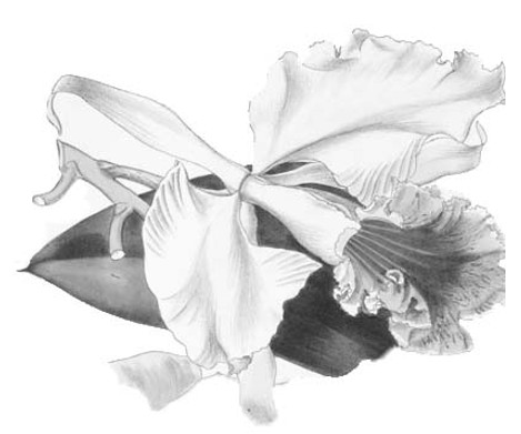 Juliana Villabona, MSW, RSW, RMFT